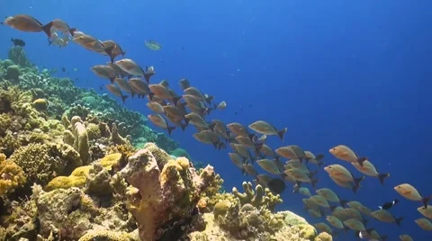 Humpback red snapper on a coral reef Stock Footage 51482369