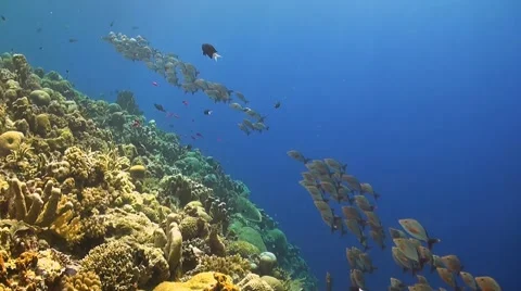 Humpback red snapper on a coral reef Stock Footage 51596625