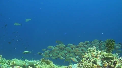 Humpback red snapper Stock Footage 44324544