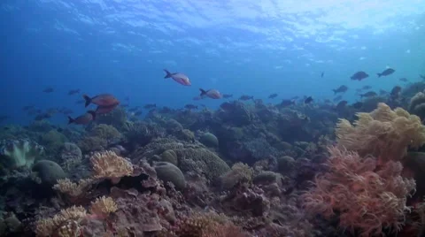 Humpback snapper on a coral reef Stock Footage 51591103