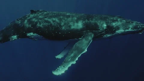 Humpback swimby Stock Footage 318310510