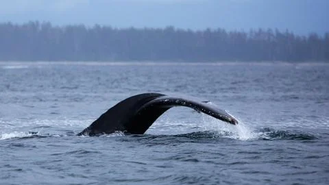 Humpback tail side view Stock Photos
