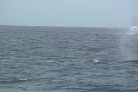 Humpback tail slap 2 Stock Footage 370845