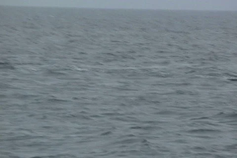 Humpback tale slap Stock Footage 370865