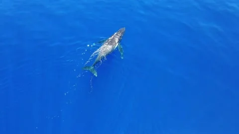 Humpback Whale 2 Stock Footage 169055747
