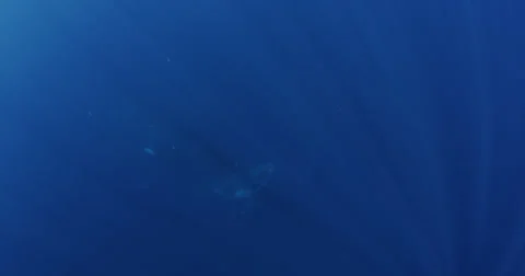 Humpback whale in 2K Stock Footage 31263833
