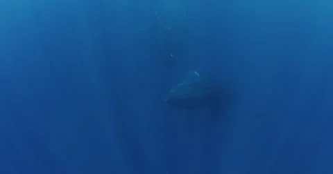 Humpback whale in 2K Vídeos de archivo 31273590