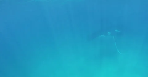 Humpback whale in 2K Stock Footage 31280018