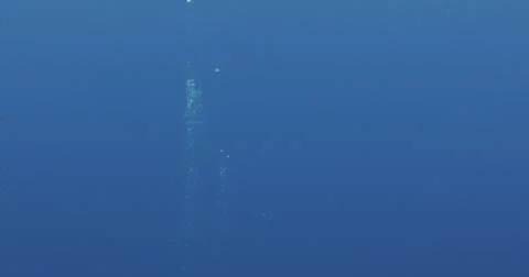 Humpback whale in 2K Stock Footage 31295334