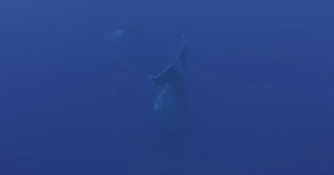Humpback whale in 2K Stock Footage 31300049