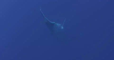 Humpback whale in 2K Stock Footage 31303087