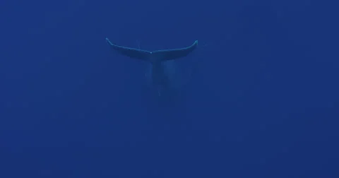 Humpback whale in 2K Vídeos de archivo 31327665