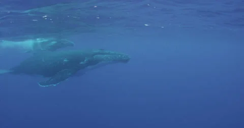 Humpback whale in 2K Stock Footage 31344995