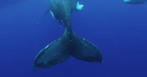 Humpback whale in 2K Stock Footage 31348115