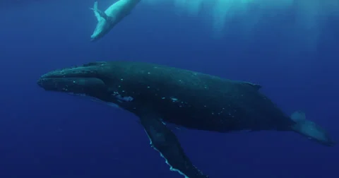 Humpback whale in 2K Stock Footage 31369281