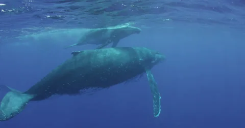 Humpback whale in 2K Stock Footage 31377715