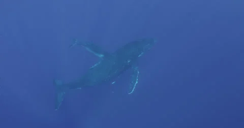 Humpback whale in 2K Stock Footage 31379510