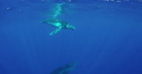Humpback whale in 2K Stock Footage 31387129