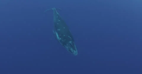 Humpback whale in 2K Stock Footage 31397745