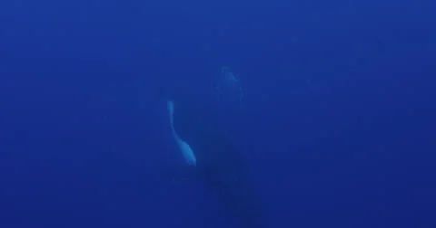 Humpback whale in 2K Stock Footage 31421309