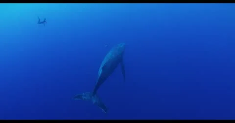 Humpback whale in 4K Stock Footage 20438531