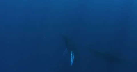 Humpback whale in 4K Stock Footage 20442962