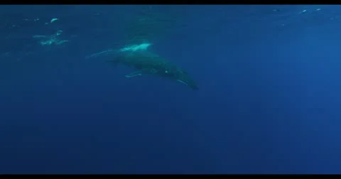 Humpback whale in 4K Vídeos de archivo 20444575