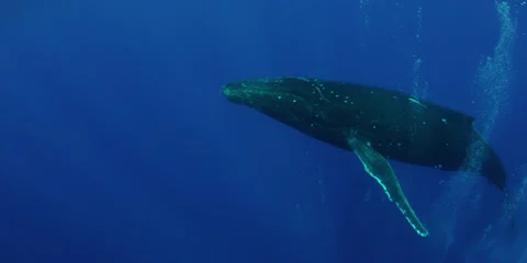 Humpback whale in 4K Vídeos de archivo 25487714