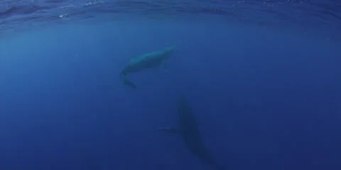 Humpback whale in 4K Stock Footage 25487924
