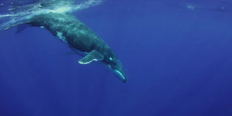 Humpback whale in 4K Stock Footage 25501398