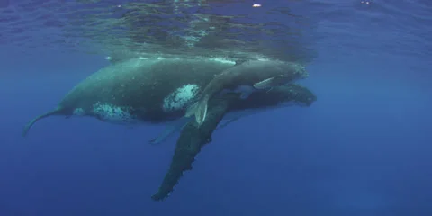 Humpback whale in 4K Stock Footage 25509860