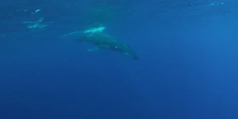 Humpback whale in 4K Stock Footage 25512327