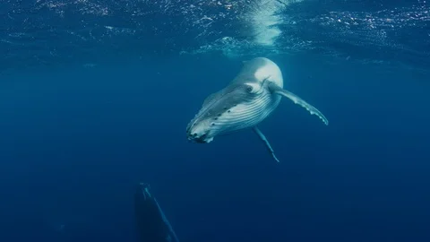 Humpback whale in 4K Vídeos de archivo 120326410