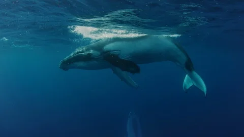 Humpback whale in 4K Vídeos de archivo 120330896