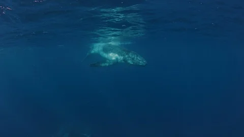 Humpback whale in 4K Vídeos de archivo 120337381