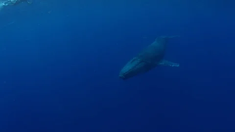 Humpback whale in 4K Vídeos de archivo 120341272