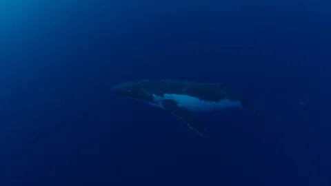 Humpback whale in 4K Stock Footage 120386142