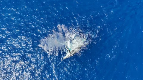 Humpback whale from above Stock Footage 323729728
