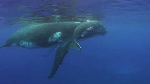 Humpback Whale And Calf Stock Video Pond