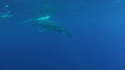 Humpback whale and calf Stock Footage 25429910