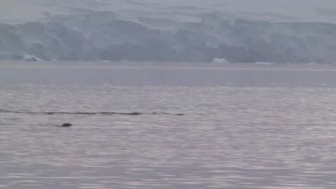 Humpback Whale In Antarctica Stock Footage 170358552