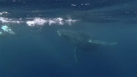 Humpback whale approaching alongside common dolphins in the ocean. Stock Footage 342595016