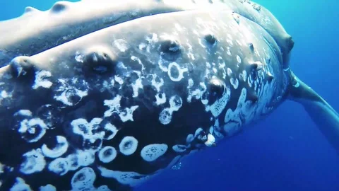 A humpback whale with barnacles on the body gets head very close to the Stock Footage 108308669