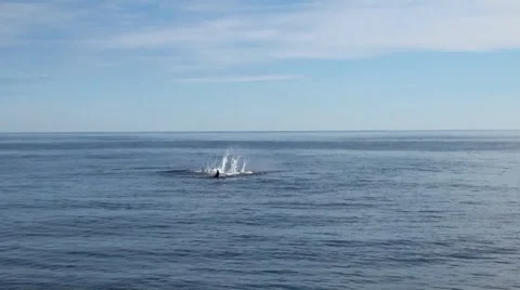 Humpback Whale beating flippers on water 02 스톡 동영상 42935161