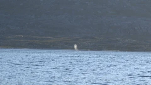 Humpback Whale Blowing and Diving Near Nuuk Greenland 4K Stock Footage 345508234