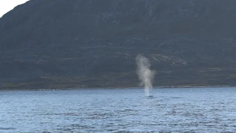Humpback Whale Blowing and Diving Near Nuuk Greenland 4K Stock Footage 345509258
