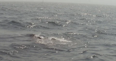 Humpback whale blowing and getting camera wet Stock Footage 120655695