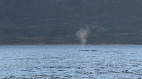 Humpback Whale Blows and Dives with Tail Fluke Near Nuuk Greenland Stock Footage 345509982