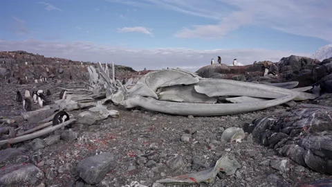 Humpback Whale Bones On Rocky Shore 스톡 동영상 337791158
