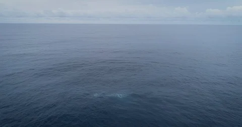 HUmpback Whale Breach 4K Stock Footage 98613020